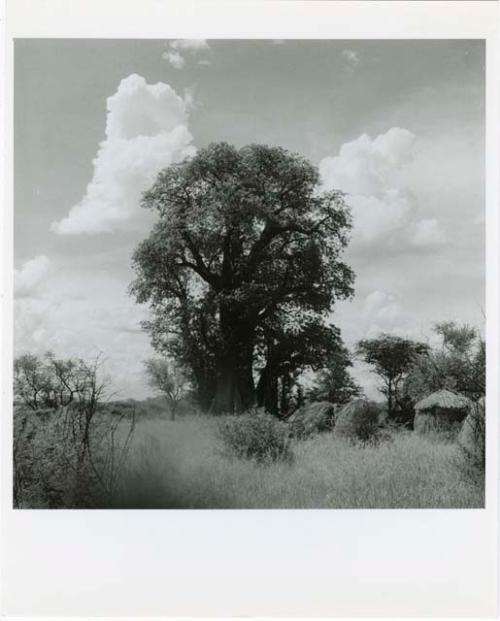 "Shelters, without & with Bantu influence": Four skerms in front of a baobab tree (print is a cropped image)