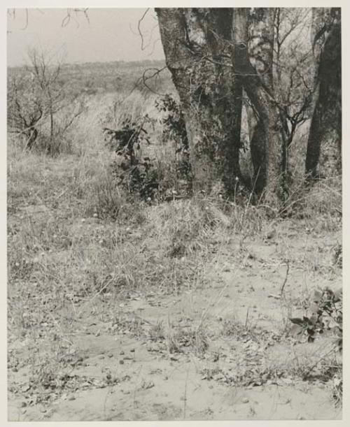 Mangetti nuts under a mangetti tree from the road























