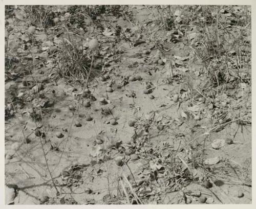 Close-up of mangetti nuts scattered on the ground






















