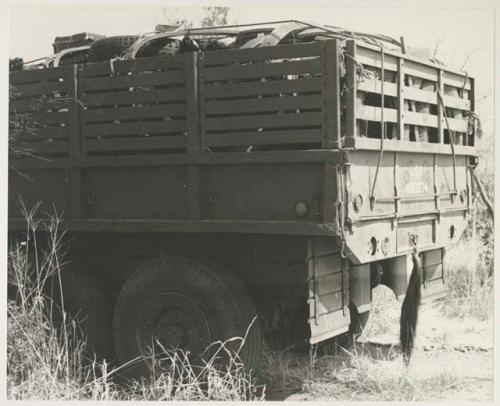 Back of the GMC truck with wildebeest tail hanging from it