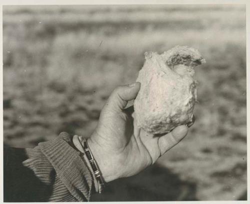 Person's hand holding a penduline tit nest