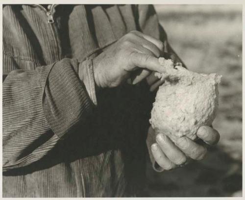 Person holding a penduline tit nest, showing the opening of the nest