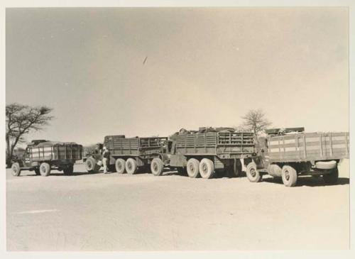 Expedition trucks lined up, with a wildebeest tail on the back of the GMC