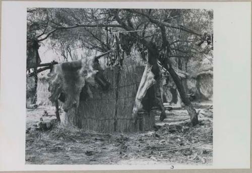 Fence hut at hunting village with hide and meat hanging on it
