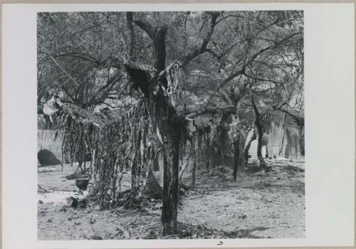 Meat hanging on limbs of a tree
