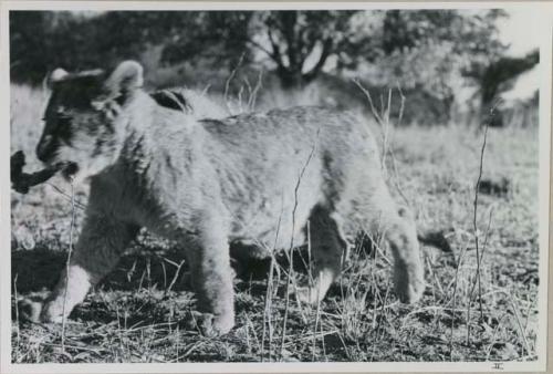 Lion cub belonging to R. C. Kay with meat in its mouth