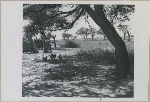 Chickens under a tree, with view of savannah-like area