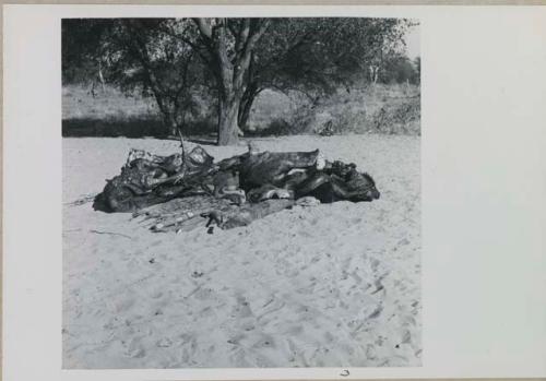 Buffalo meat lying on skins

