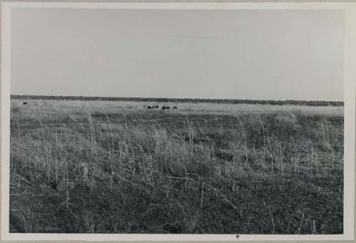 Mbabe, with flock of six ostriches
