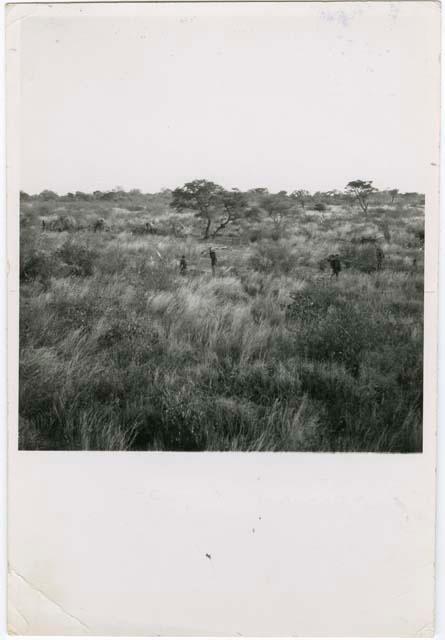 "Living places, shelters": People returning to the werft with wood, showing the central tree and the cleared places where dances take place, distant view (print is a cropped image)