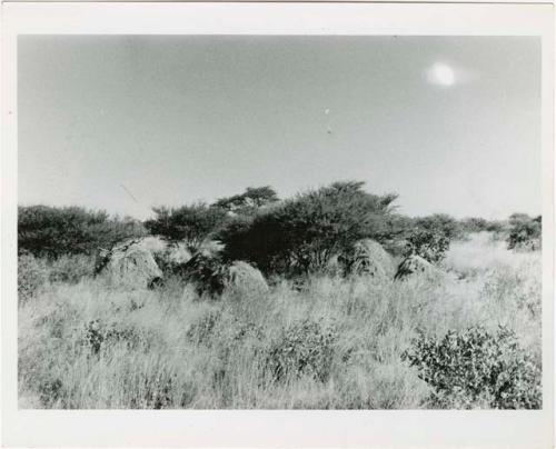 "Living places, shelters": Abandoned skerms, distant view (print is a cropped image)