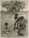 [No folder title]: Tsamgao (≠Toma's son) and an unidentified boy pulling /Qui (son of Khuan//a) on gemsbok horns, with Be watching them (print is a cropped image)