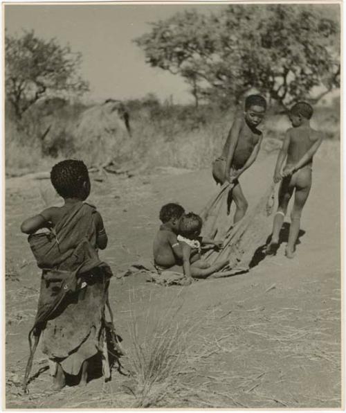 [No folder title]: Tsamgao (≠Toma's son) and an unidentified boy pulling two babies on a kaross, with Be watching (print is a cropped image)