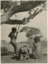 [No folder title]: Boys under a tree swinging on a naqm (swing) they made from a strip of leather (print is a cropped image)