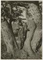 [No folder title]: /Gaishay (son of Di!ai and "Gao Medicine") climbing the tree in the clearing of the Gautscha werft
(print is a cropped image)