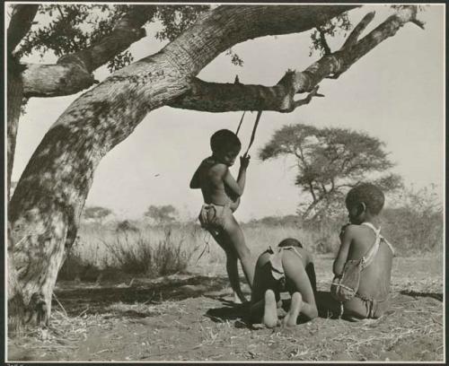 "Groups, Girls, Boys and Girls": Boys under a tree swinging on a naqm (swing) they made from a strip of leather (print is a cropped image)