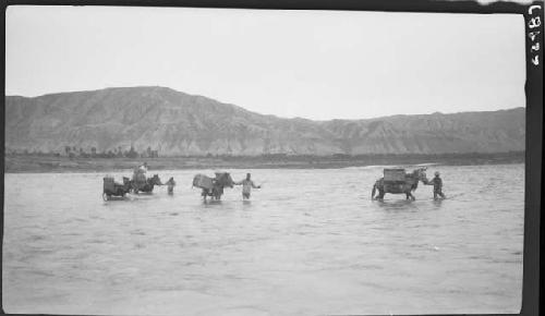 People fording river with mules