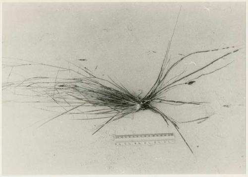 Botanical specimen collected by Robert Story, with a ruler for measurement (print is a cropped image)