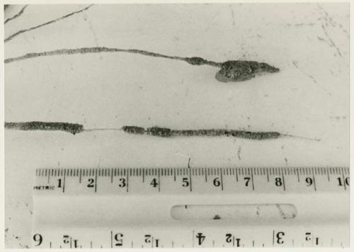 Botanical specimen collected by Robert Story, close-up, with a ruler for measurement (print is a cropped image)