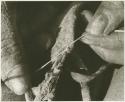 Person sewing, close-up of hands tying knot (print is a cropped image)