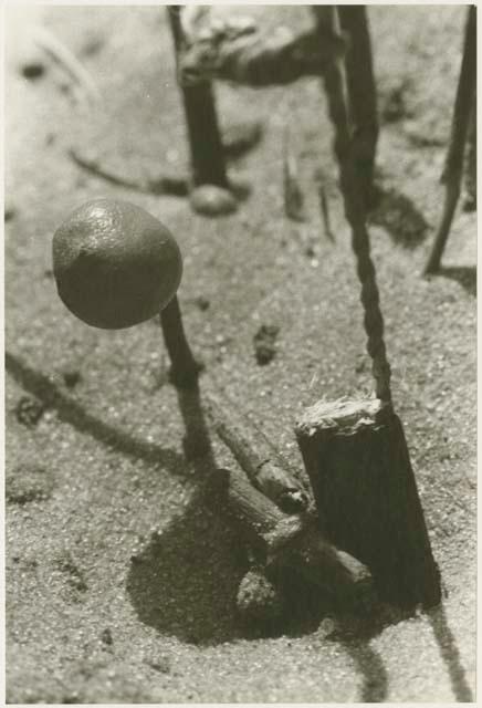 Snare with bait attached to noose, close-up (print is a cropped image)