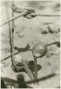 Snare showing how bait is attached to noose and how it will release noose, close-up (print is a cropped image)