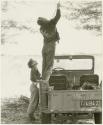 John Marshall standing in a Jeep to hang something in tree, with Elizabeth Marshall Thomas watching (print is a cropped image)