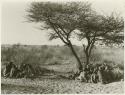 Oukwane's group and “visiting group," sitting apart near Oukwane's tree (print is a cropped image)