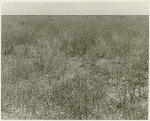 Landscape of the veld, with grass and small shrubs (print is a cropped image)