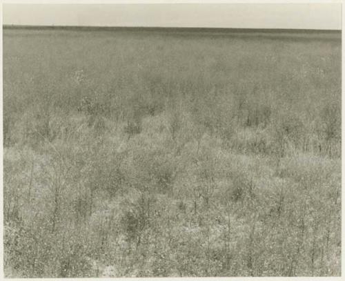 Landscape of the veld, with grass and small shrubs (print is a cropped image)