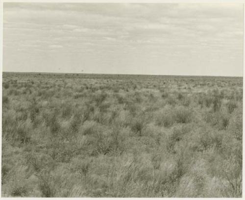 Landscape of the veld (print is a cropped image)