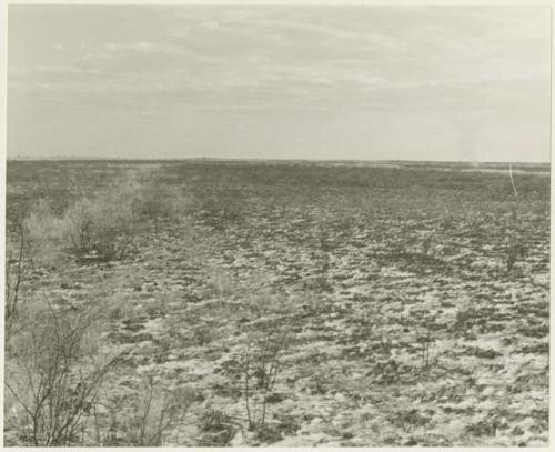 Landscape of area which had been burned by a veld fire (print is a cropped image)