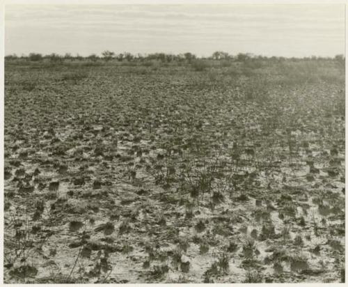 Area burned by a veld fire (print is a cropped image)