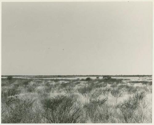 Landscape with brush and grass (print is a cropped image)