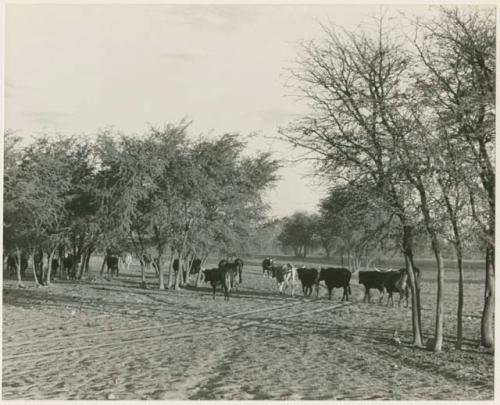 Cattle at Theunis Berger's farm (print is a cropped image)