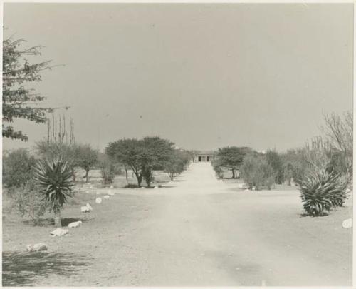 Avenue to Administration Office at Ghanzi (print is a cropped image)