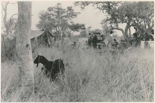 Expedition camp in the distance (print is a cropped image)