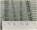 //Ku≠tera's sieve, close-up showing cord, with a ruler for measurement (print is a cropped image)