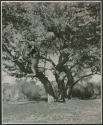 "Tree & swing": Boys climbing the tree in the dance circle location (print is a cropped image)