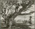 "Tree & swing": Children playing in a tree and a girl swinging on a naqm (swing) (print is a cropped image)