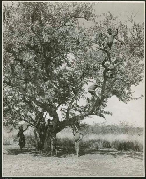 "Tree & swing": Boys climbing a tree in a clearing (print is a cropped image)