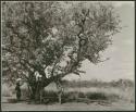 "Tree & swing": Boys climbing a tree in a clearing (print is a cropped image)