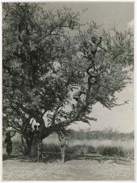 "Tree & swing": Boys climbing a tree in a clearing (print is a cropped image)