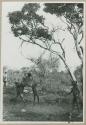 "Tree & swing": Four boys playing, swinging in a tree (print is a cropped image), naqm (swing)