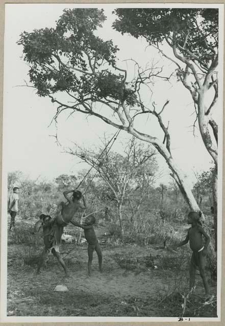 "Tree & swing": Four boys playing, swinging in a tree (print is a cropped image), naqm (swing)