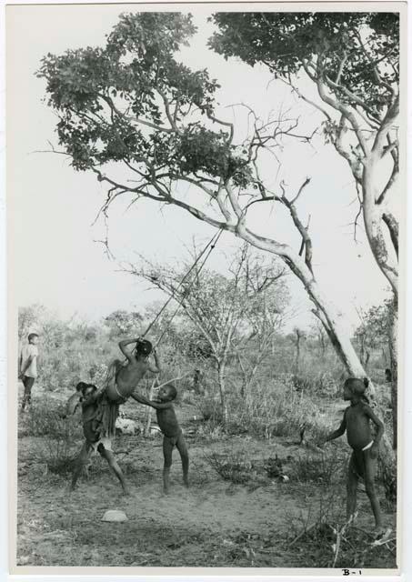 "Tree & swing": Four boys playing, swinging in a tree (print is a cropped image), naqm (swing)