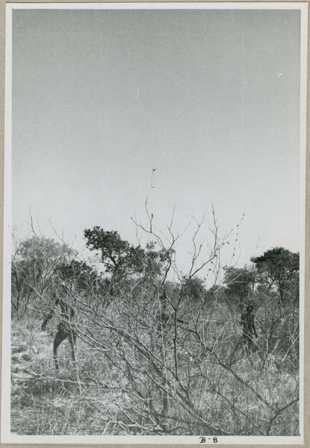 "The Jani [Djani]": Two boys playing dʒani (helicopter toy) (print is a cropped image)