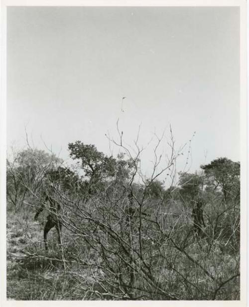 "The Jani [Djani]": Two boys playing dʒani (helicopter toy) (print is a cropped image)