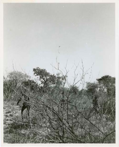 "The Jani [Djani]": Two boys playing dʒani (helicopter toy) (print is a cropped image)