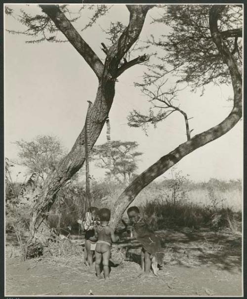 "Children": //Kushay (daughter of /Qui and /Gasa), Xama (daughter of "Gao Helmet" and his second wife) and another child standing next to a tree, with a net and rattles hanging from the tree (print is a cropped image)